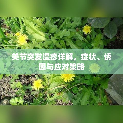 关节突发湿疹详解，症状、诱因与应对策略