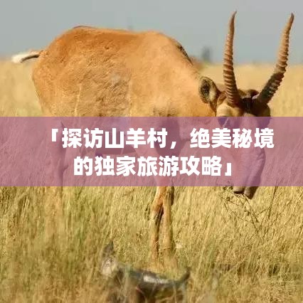 「探访山羊村,绝美秘境的独家旅游攻略」