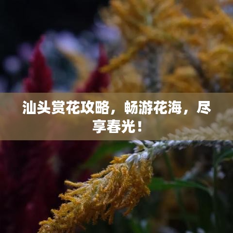 汕头赏花攻略,畅游花海,尽享春光!