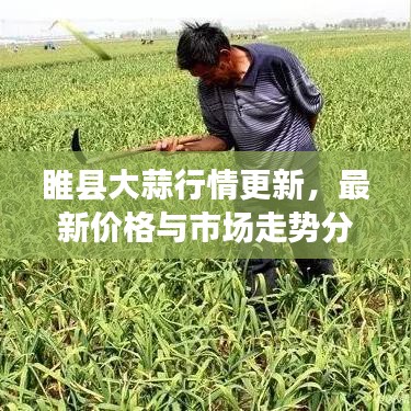 睢县大蒜行情更新，最新价格与市场走势分析