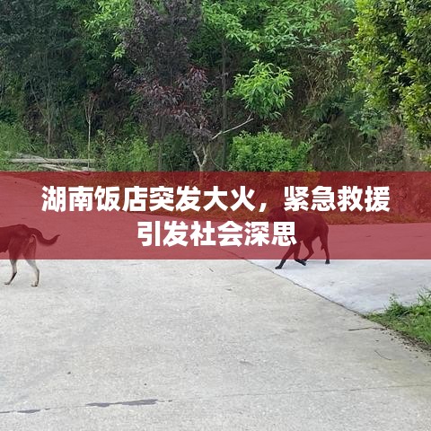 妞干网旧版本跟qvod 官方下载,实地执行考察设计_Tizen_v4.421