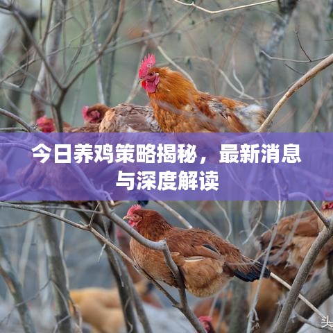 今日养鸡策略揭秘,最新消息与深度解读