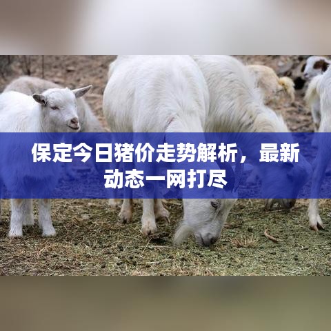 保定今日猪价走势解析,最新动态一网打尽