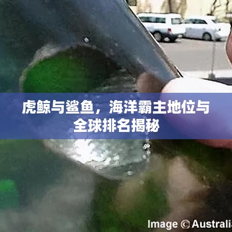 虎鲸与鲨鱼，海洋霸主地位与全球排名揭秘
