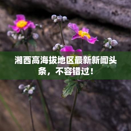 湘西高海拔地区最新新闻头条，不容错过！