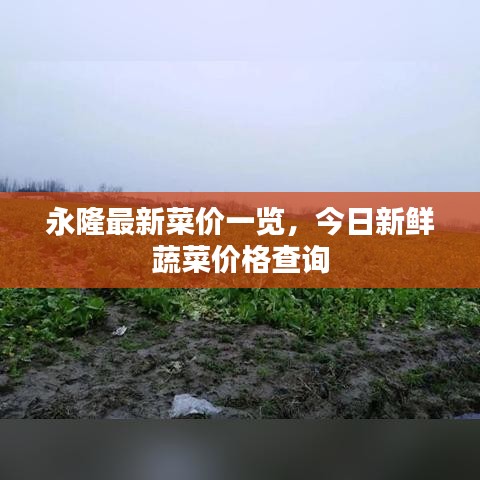永隆最新菜价一览,今日新鲜蔬菜价格查询