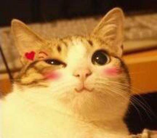 猫咪ios版本,实地调研解释定义&限定版_v5.226