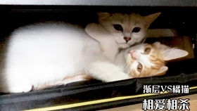 猫咪官方下载正版,深入解析设计数据&amp;9DM_v7.464