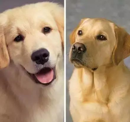 金毛犬版本,科学分析解释定义&Q_v2.486