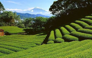 茶园游戏大厅官方下载,实效设计方案 BT1_v10.945