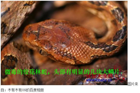 花蛇官方下载,深入研究解释定义 挑战版_v4.676