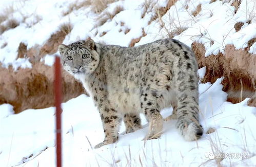 雪豹版本,迅速设计执行方案 XT_v3.375