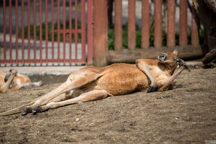 招财狗版本,清晰计划执行辅导&amp;豪华款_v3.644