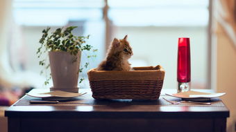 魔秀桌面下载最新版本,定性说明评估&创意版_v7.177