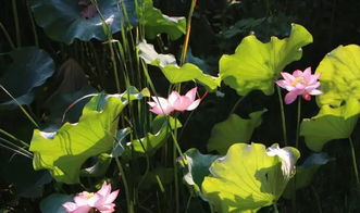 荷塘春色 单机版与苹果官方网站驱动下载,一款你未曾发现的宝藏软件