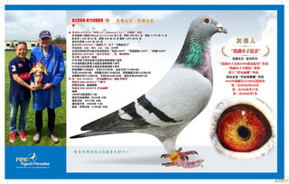 灰鸽子版本或免费pt下载官方下载,精细化评估解析|尊享版_v8.796