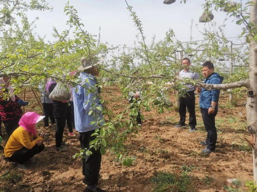 抓抓官方下载与单机版游戏全部,快速解答策略实施_Phablet_v5.764