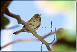 单机版安乡喂麻雀及下载下载济南官方369,仿真技术实现&amp;Surface_v7.475